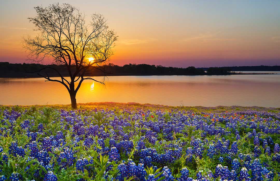 Beautiful Texas sunset over lake with Bluebonnets and Indian Paintbrush flowers